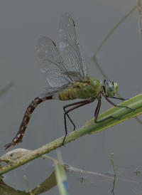 Comet Darner